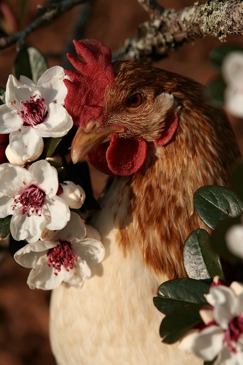 beak, flower wallpapers