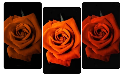 Roses ❤️❤️