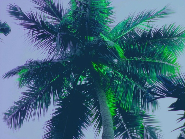 coconut tree
