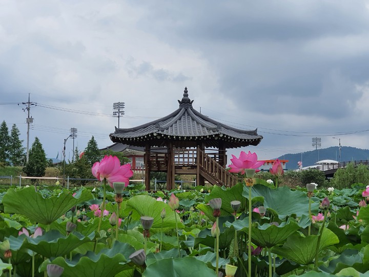 연꽃 밭