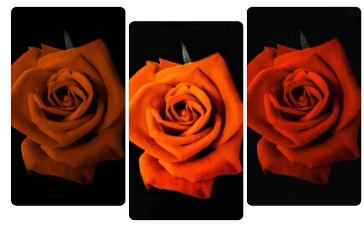 Roses ❤️❤️