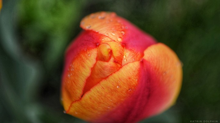 Tulip macro