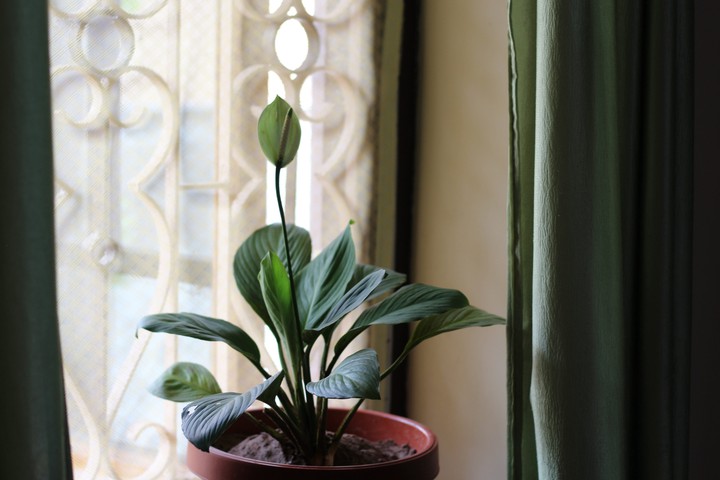 Peace Lily