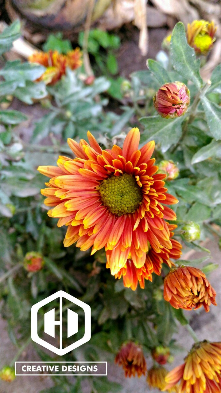 Orange Flower