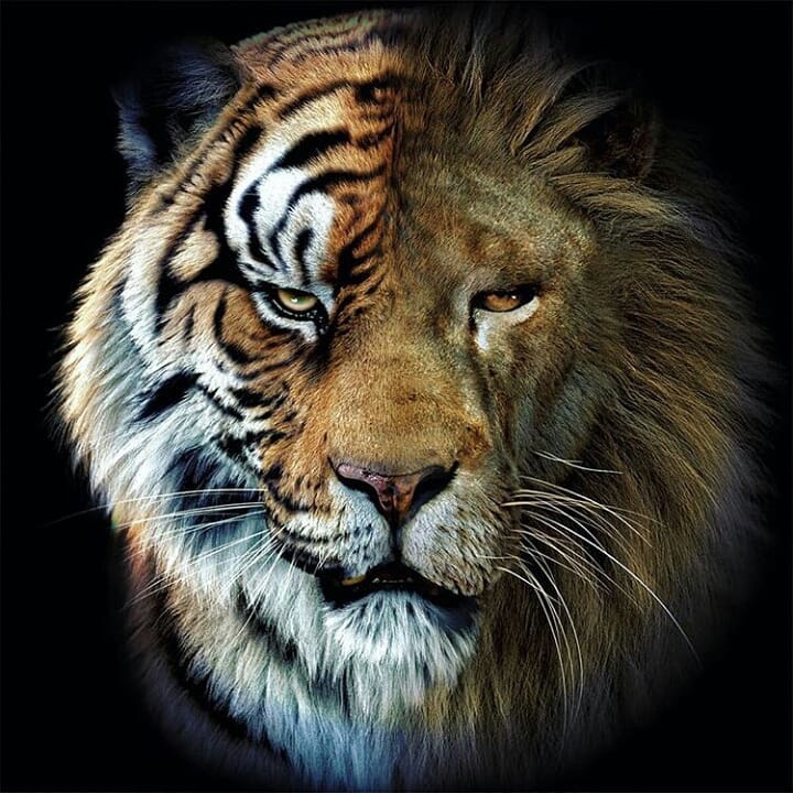 tiger