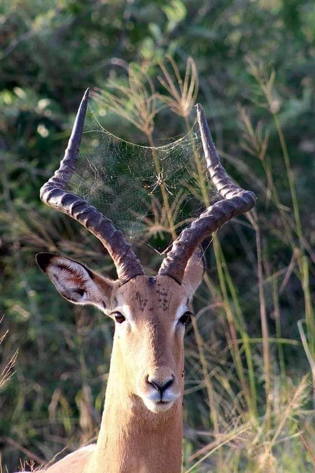 #Animal