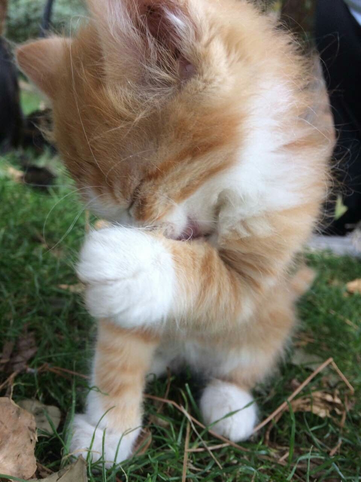 baby cats