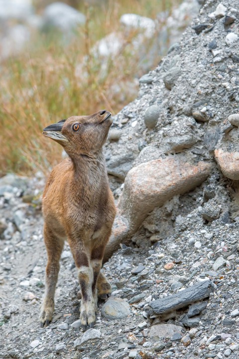 The National Animal of Pakistan - Markhor