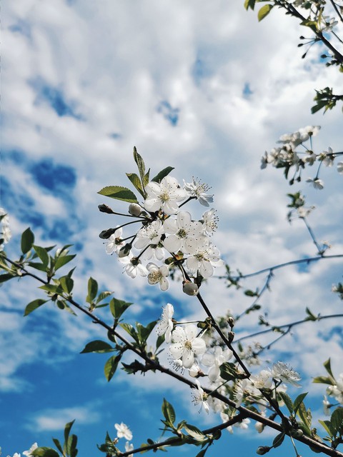 spring