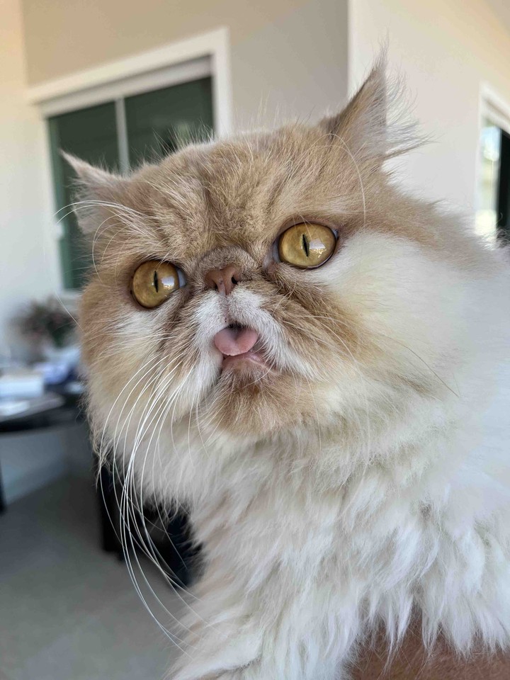 Beautiful cat