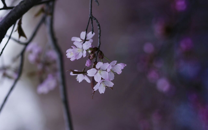 spring