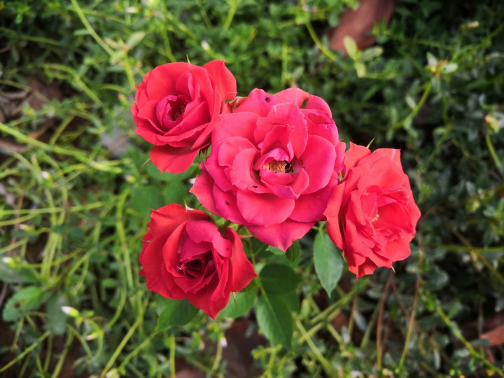 ROSE