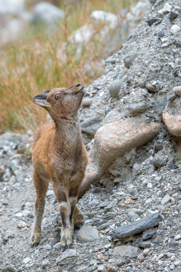 The National Animal of Pakistan - Markhor