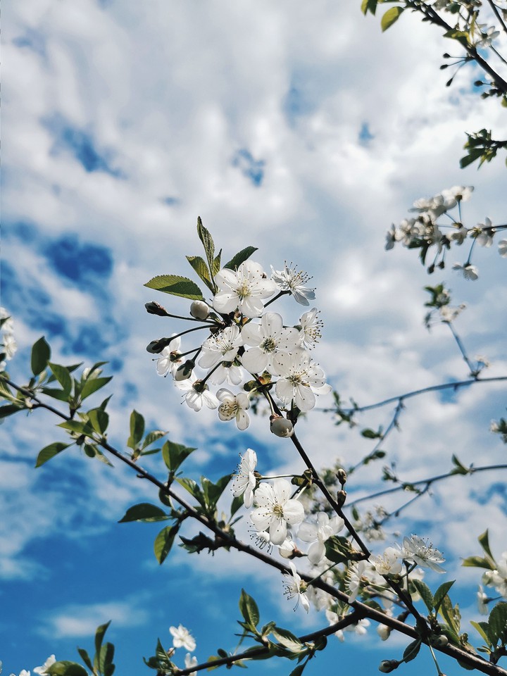 spring
