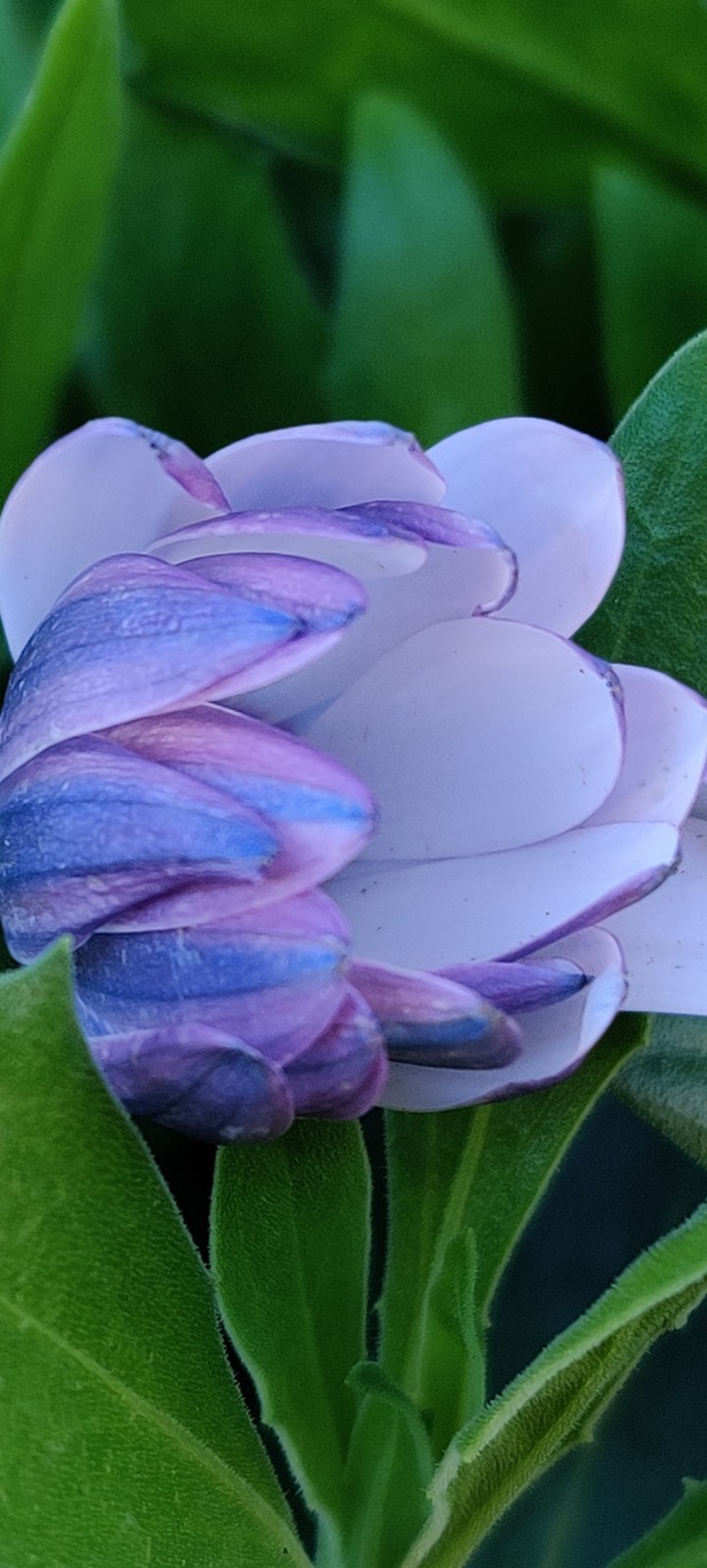 Blue and white daisy