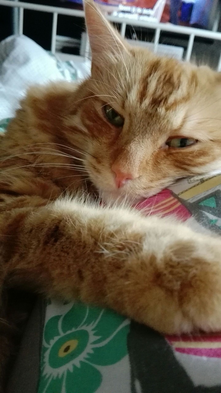 Dreaming
