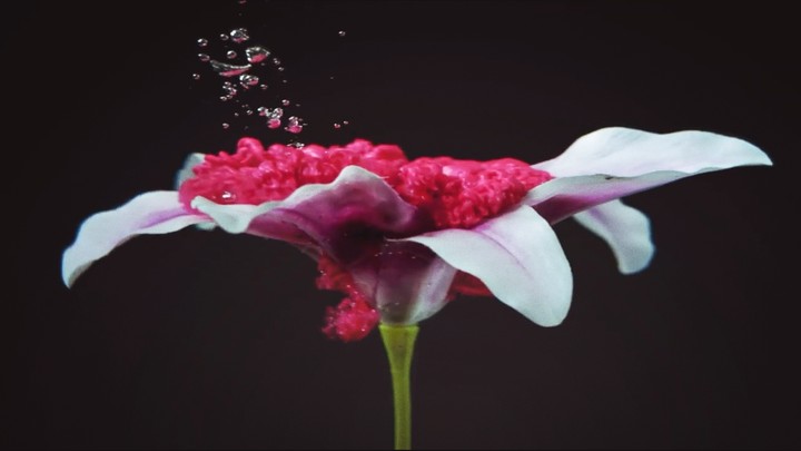 #color #flor #pintura #agua #patrones