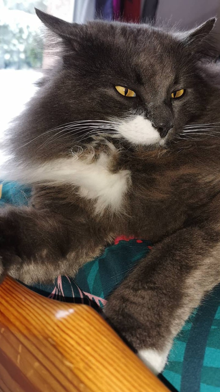 Sipoo my cat