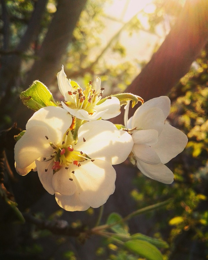 pear flower 