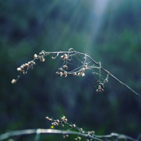 Sunlights