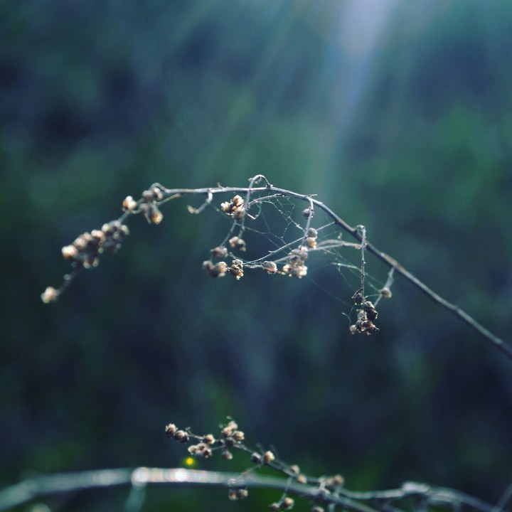 Sunlights 