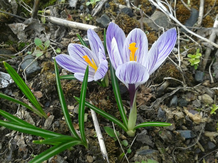 Crocuses