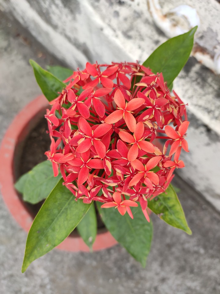 Ixora