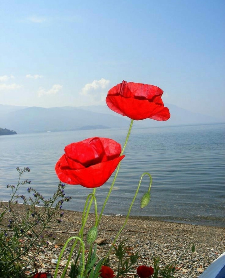 Flowers on the lake
