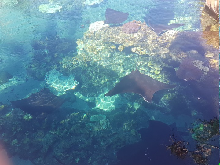 sea creature
