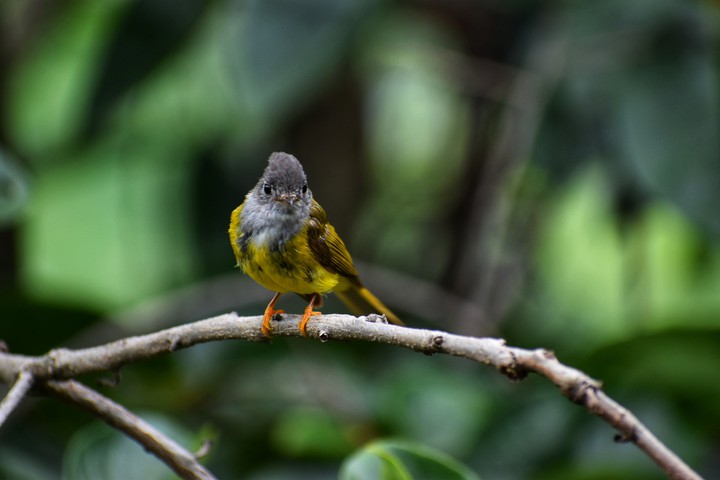 #Grey-Headed canary Flycatcher