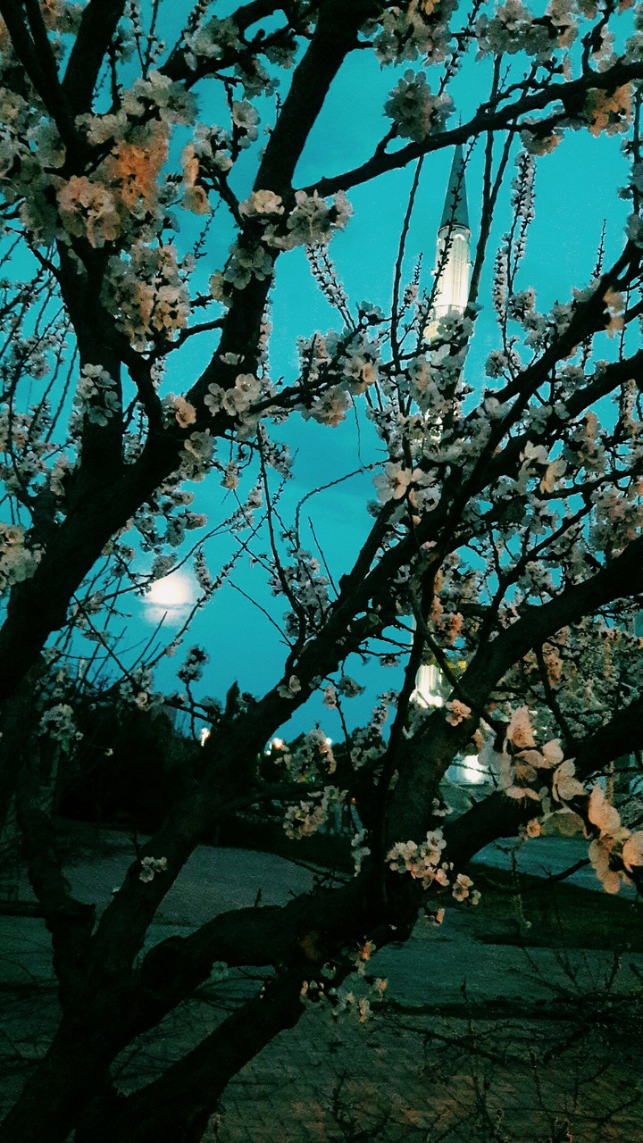 flowermoon