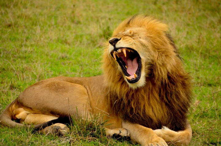 Lion