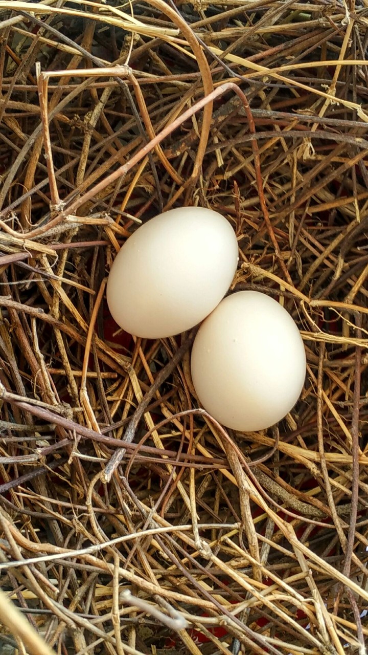 Pigeon eggs