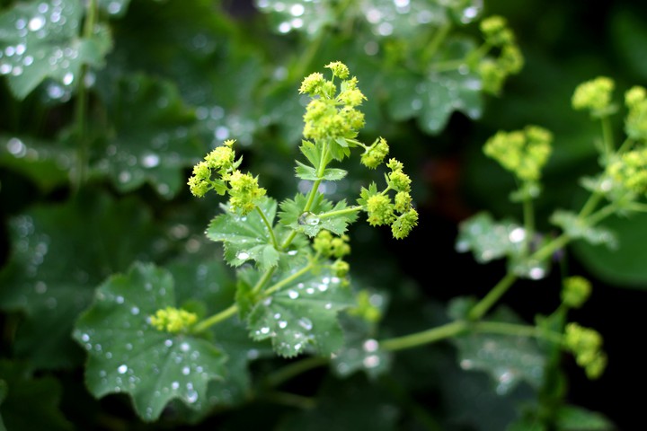 After the rain