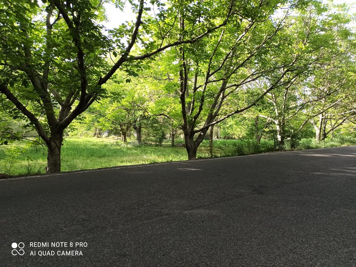 Green road