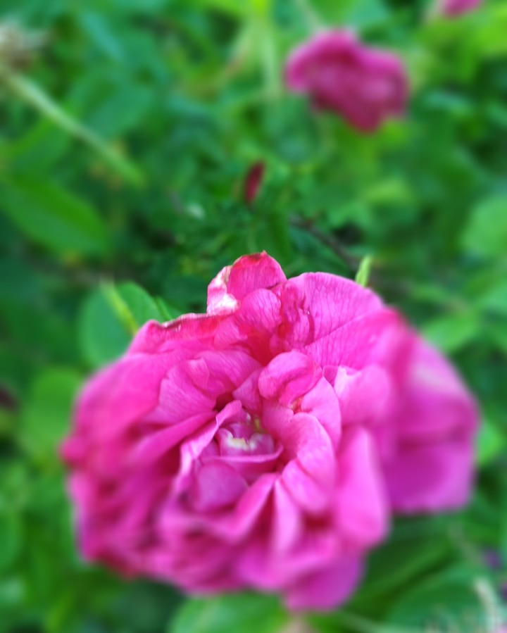 roses