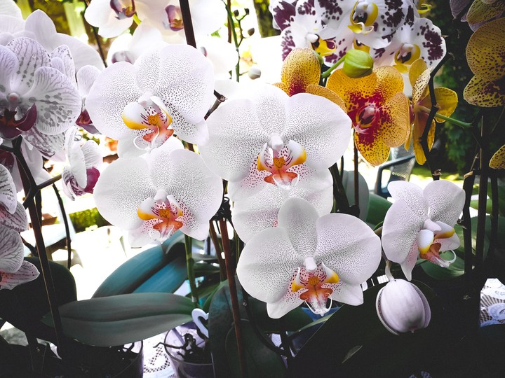 flowes