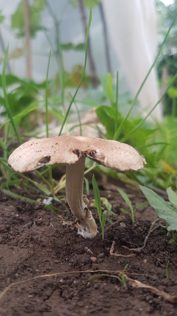Mushroom