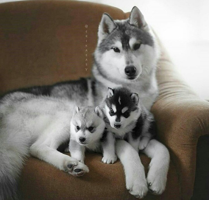 Хаски