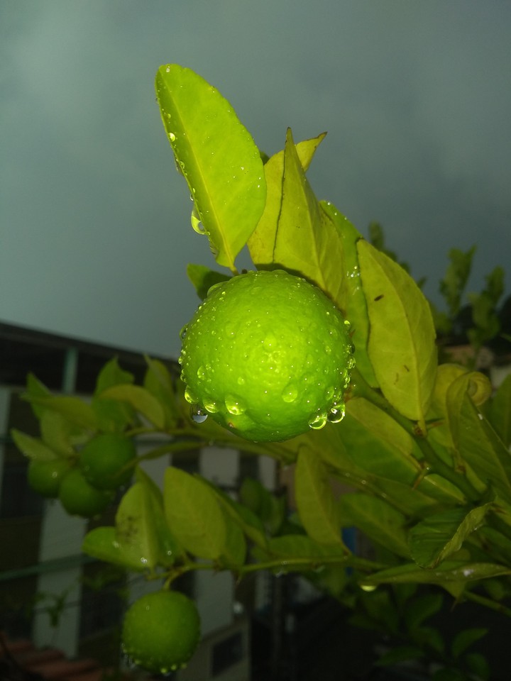 Lemon