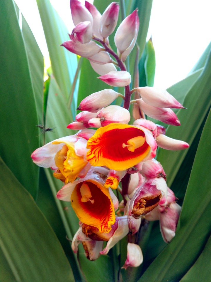 flores