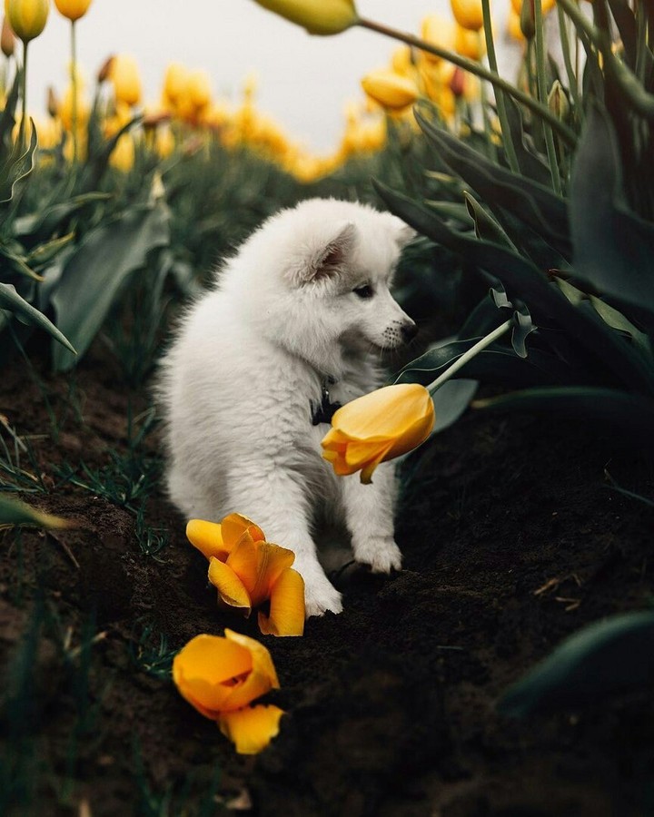 puppy