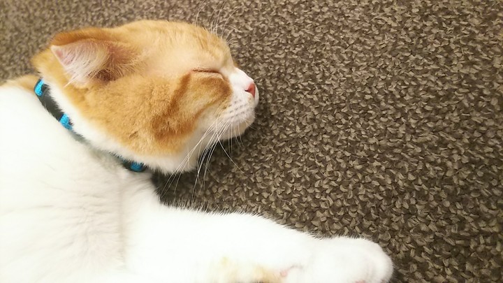 cat