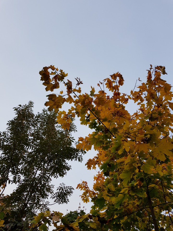 Fall