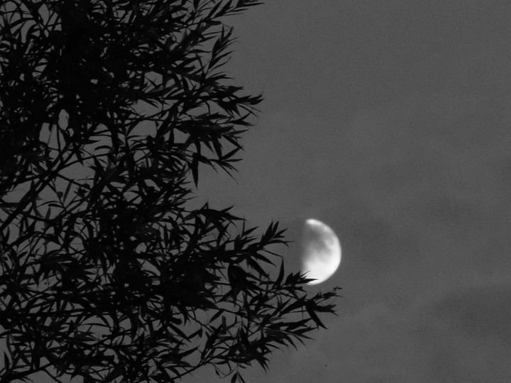 Pflanzen, Mond, Himmel, Wolken, Planet
