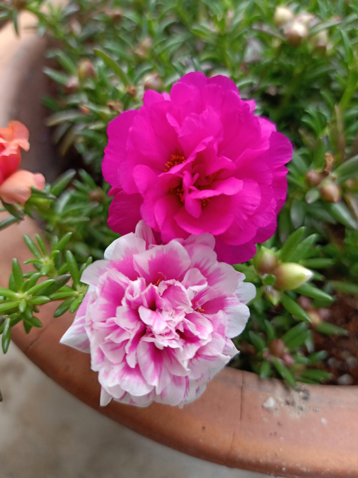Beautiful Flowers