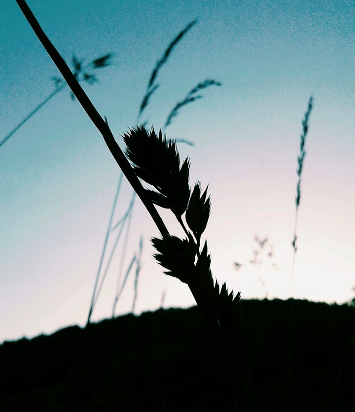 Grass