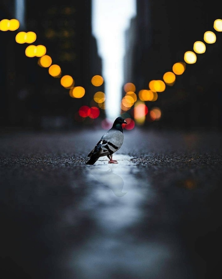 pigeon