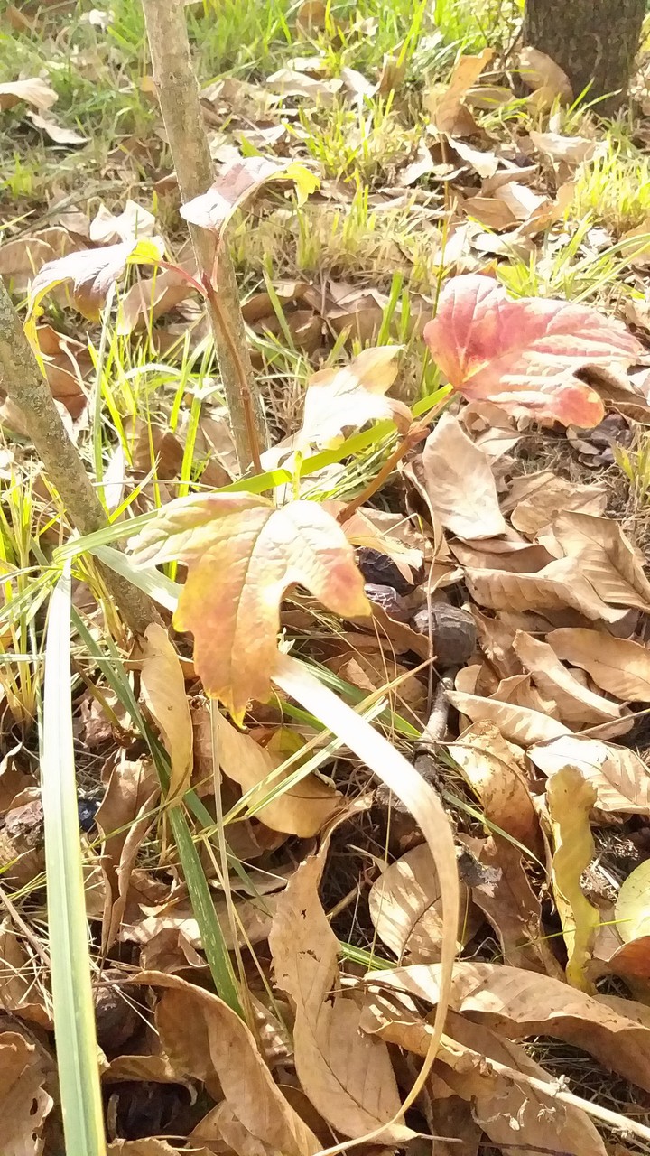 Autumn