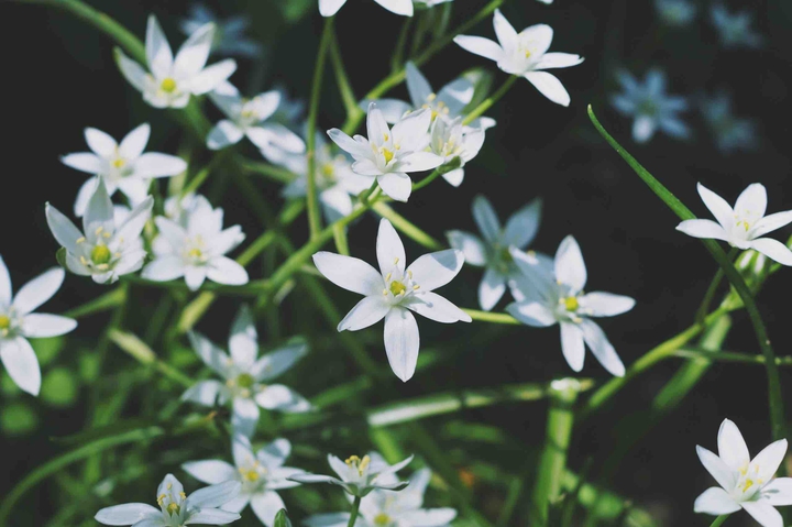 flowers from spring